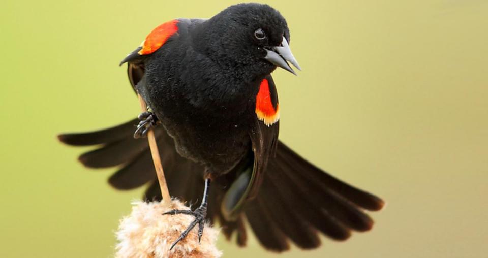 Red-Winged Blackbird 